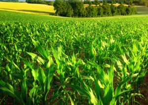 APAR Introduces POWEROIL TO NE Premium’ Transformer Oil – Cable Community